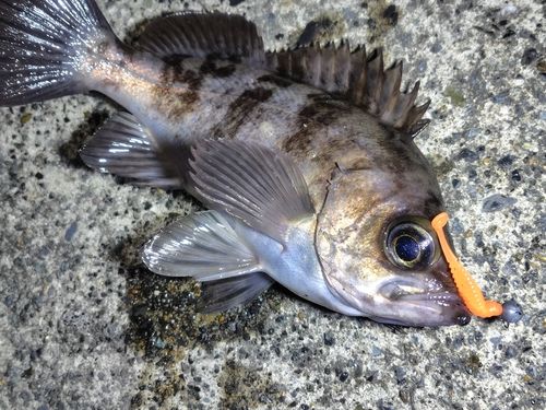 メバルの釣果
