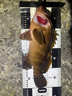 アコウの釣果