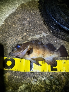 シロメバルの釣果