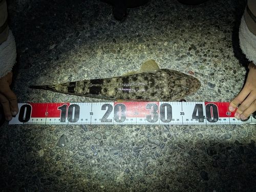 マゴチの釣果