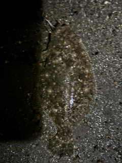 ソゲの釣果