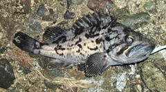 クロソイの釣果