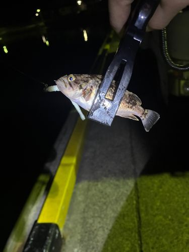 ソイの釣果