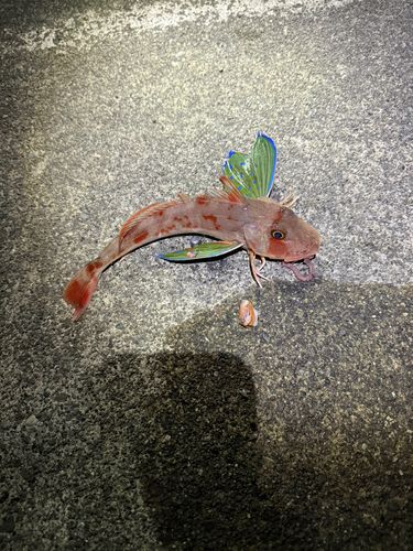ホウボウの釣果