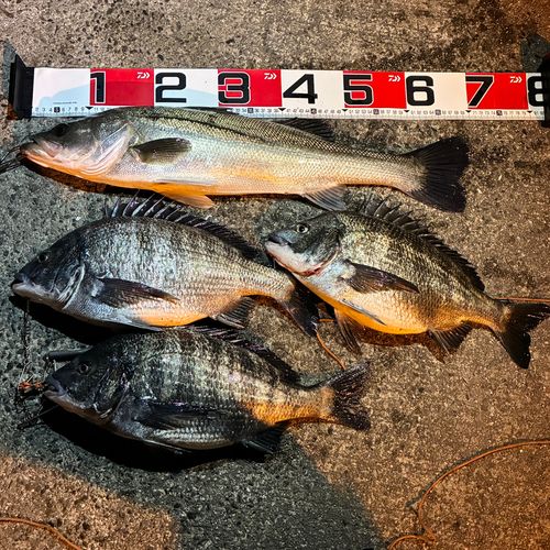マダカ（マルスズキ）の釣果