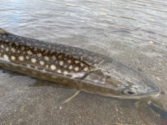 アメマスの釣果