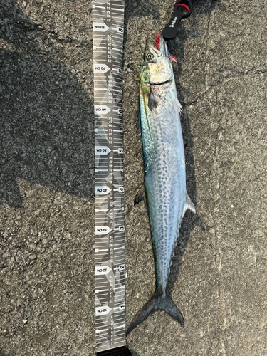 サワラの釣果
