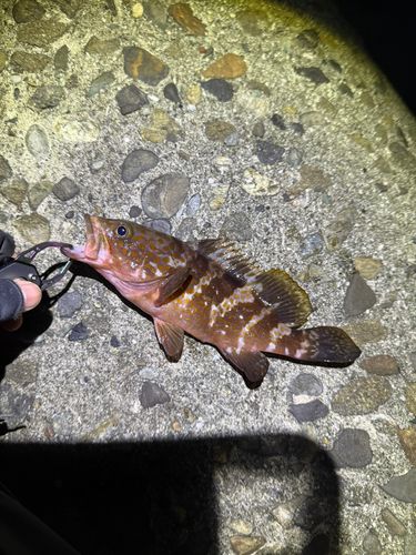 キジハタの釣果