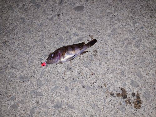 アイナメの釣果
