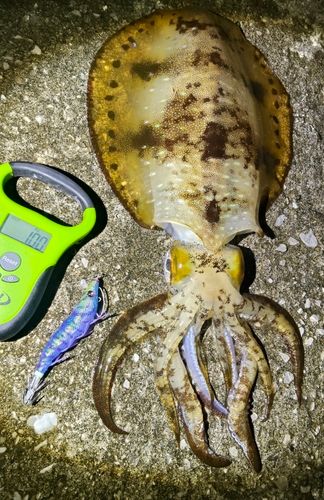 アオリイカの釣果