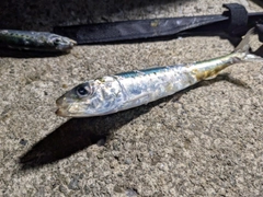 イワシの釣果