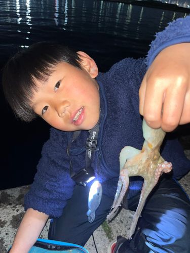 タコの釣果