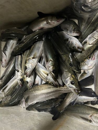 シーバスの釣果