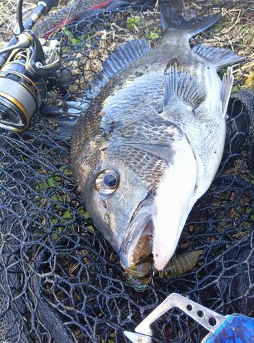 チヌの釣果