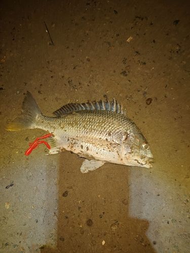 キビレの釣果