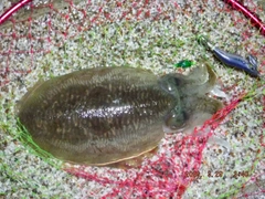 コウイカの釣果