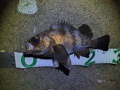 アカメバルの釣果