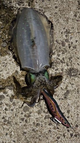 アオリイカの釣果