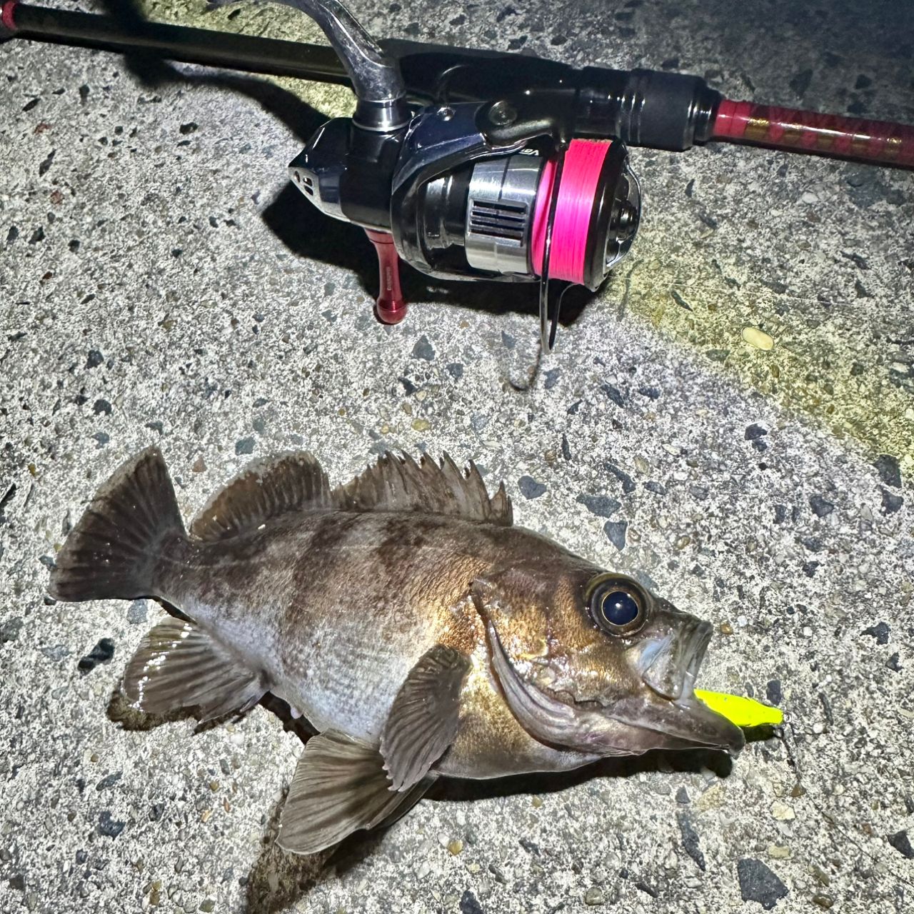 Megabass 20礁楽 SL-76LSの最安値・インプレ・釣果 | 本音の口コミが