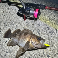 シロメバルの釣果