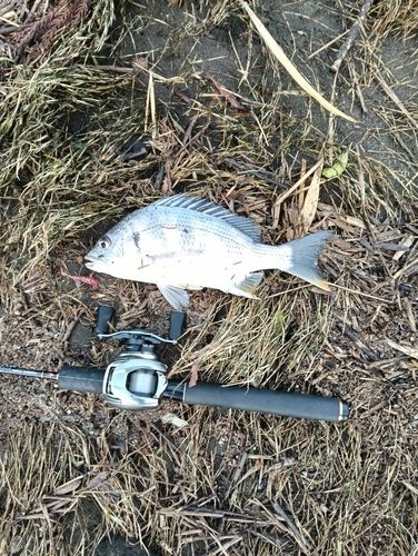 キビレの釣果