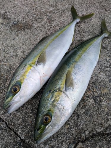 ツバイソの釣果