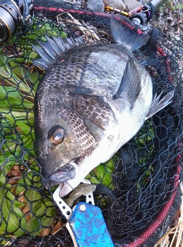 チヌの釣果
