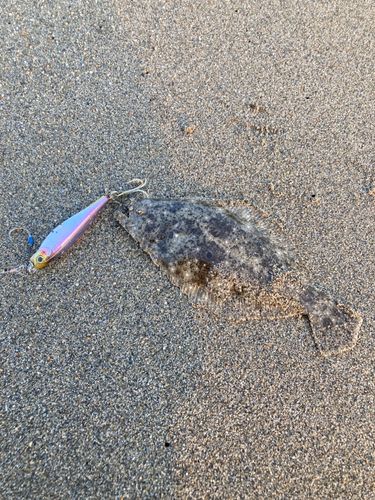 ソゲの釣果