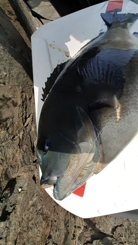 クロの釣果