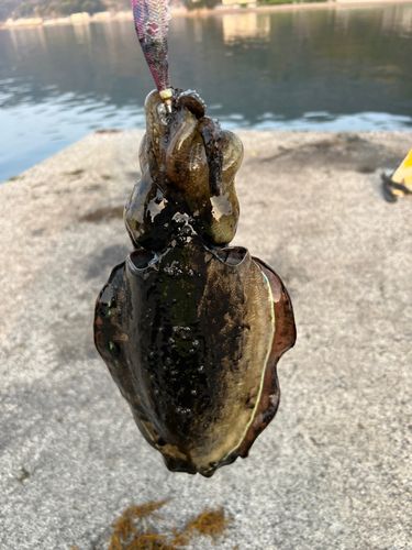 モンゴウイカの釣果