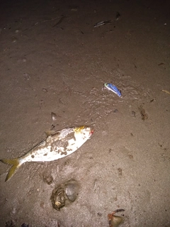 コノシロの釣果