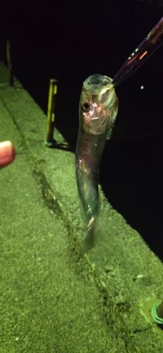 イワシの釣果