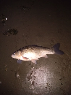 ヘラブナの釣果