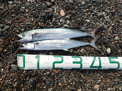 サゴシの釣果