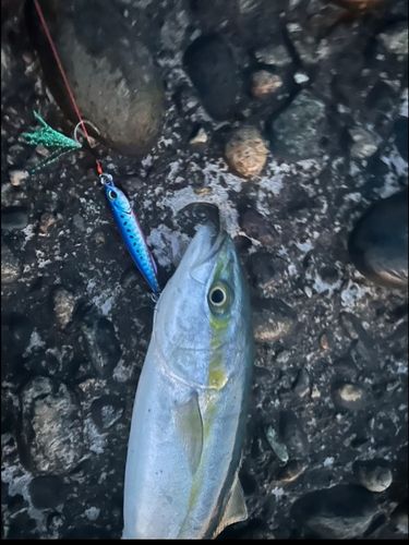 フクラギの釣果