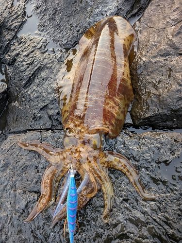 アオリイカの釣果
