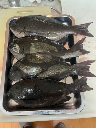 メジナの釣果