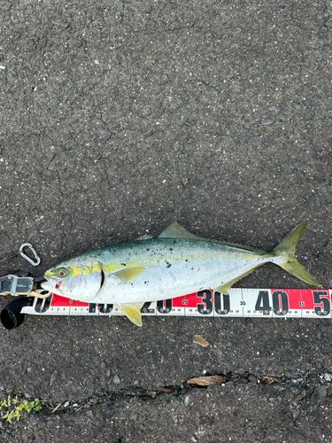 ヤズの釣果