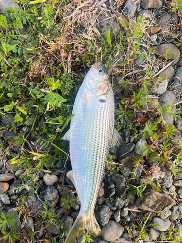 コノシロの釣果