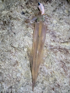 ヤリイカの釣果