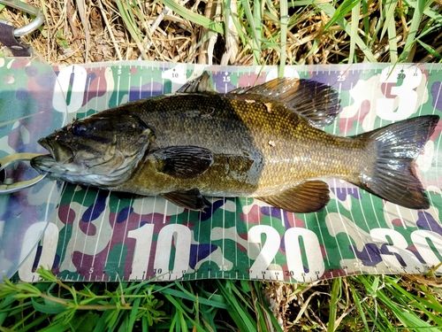 スモールマウスバスの釣果