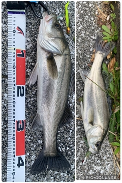 セイゴ（マルスズキ）の釣果