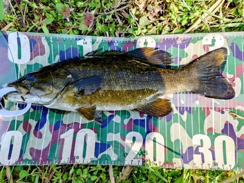 スモールマウスバスの釣果