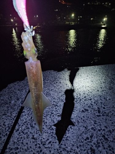 ヤリイカの釣果