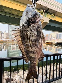 チヌの釣果