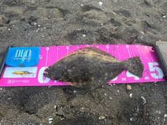 ヒラメの釣果