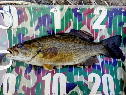 スモールマウスバスの釣果