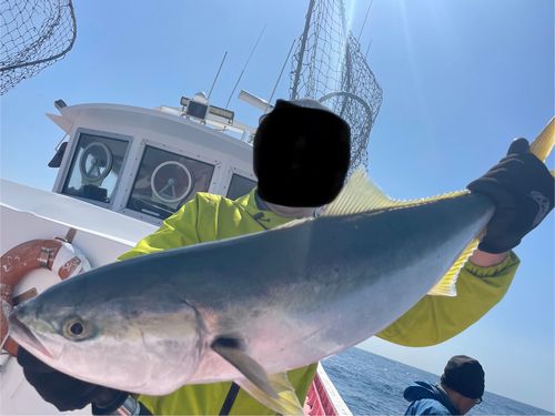 ワラサの釣果