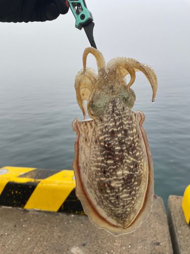 コウイカの釣果