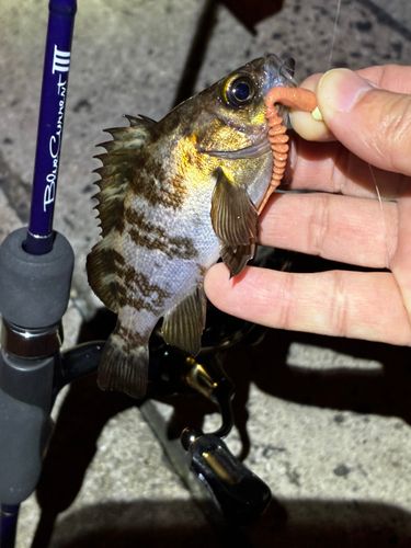 メバルの釣果